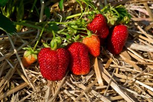 Day Neutral Strawberry Production - the Ins and Outs